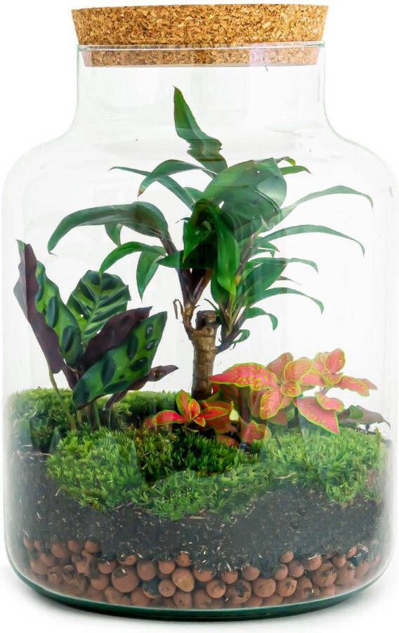 Bladrijkwinkelen Diy Terrarium Milky Palm ↑ 30 Cm Terrarium ecosysteem planten terrarium mini ecosysteem