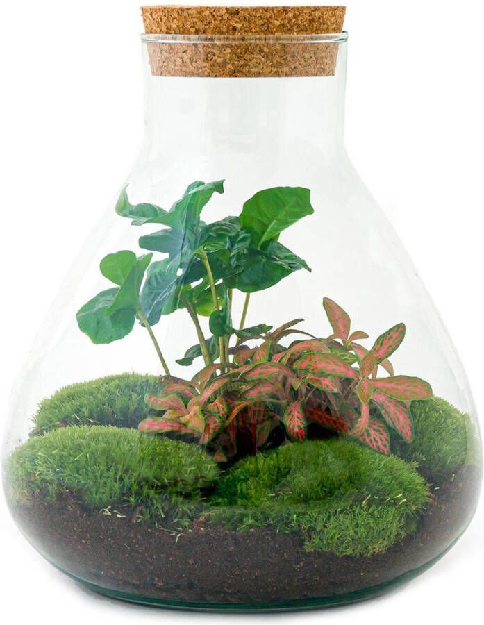 Bladrijkwinkelen Diy Terrarium Sammie Coffea ↑ 27 Cm Terrarium ecosysteem planten terrarium mini ecosysteem