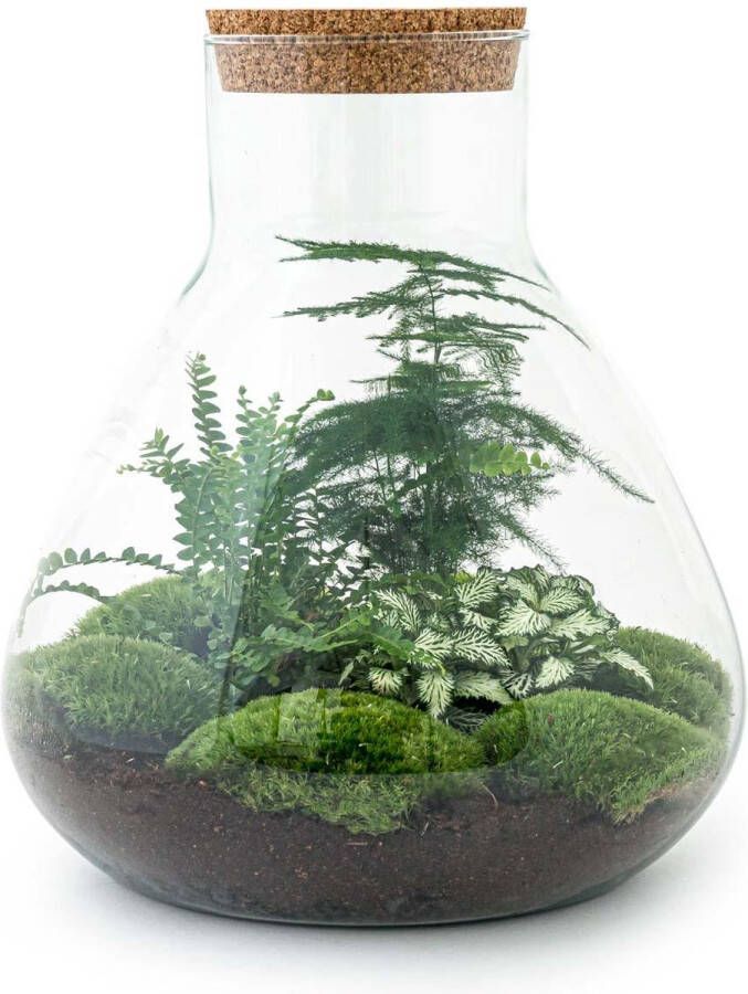 Bladrijkwinkelen Sam Xl Mini-ecosysteem ↑ 35 Cm Terrarium ecosysteem planten terrarium mini ecosysteem