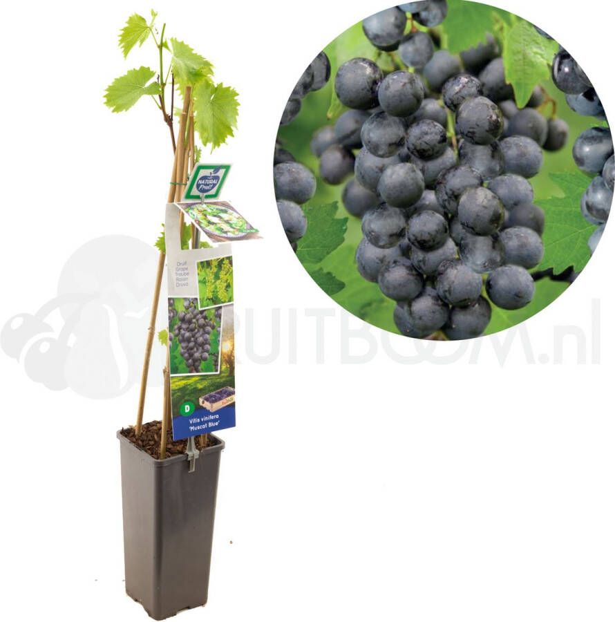 Fruithof Blauwe druivenplant Vitis vinifera Muscat Blue Grote blauwe tafel- en wijndruif hoogte 60cm potmaat Ø11cm