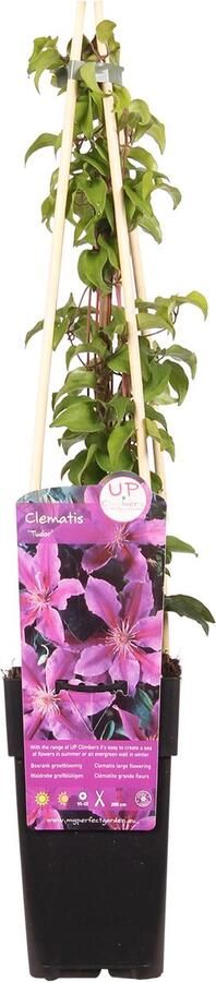 Bosrank Grootbloemige Clematis roze paarse bloemen klimplant