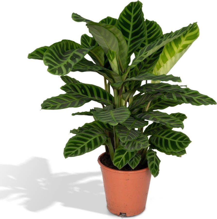 Calathea Zebrina (Pauwenplant) Kamerplanten Hoogte: 80cm Ø19cm