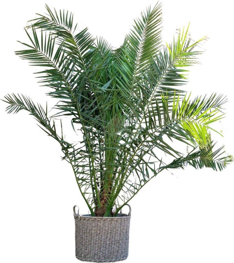 Canarische dadelpalm ongeveer 300 cm hoog tropische buitenplant ø35 cm