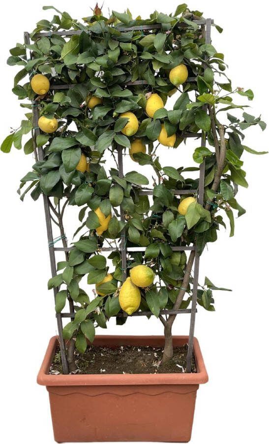 Citroenplant Citrusplant op een rek 160 cm hoog voor binnen en buiten