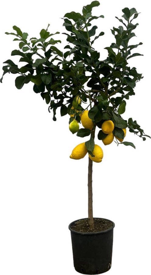 Citrus Lemon (Citroenboom) 150 cm Ø24cm