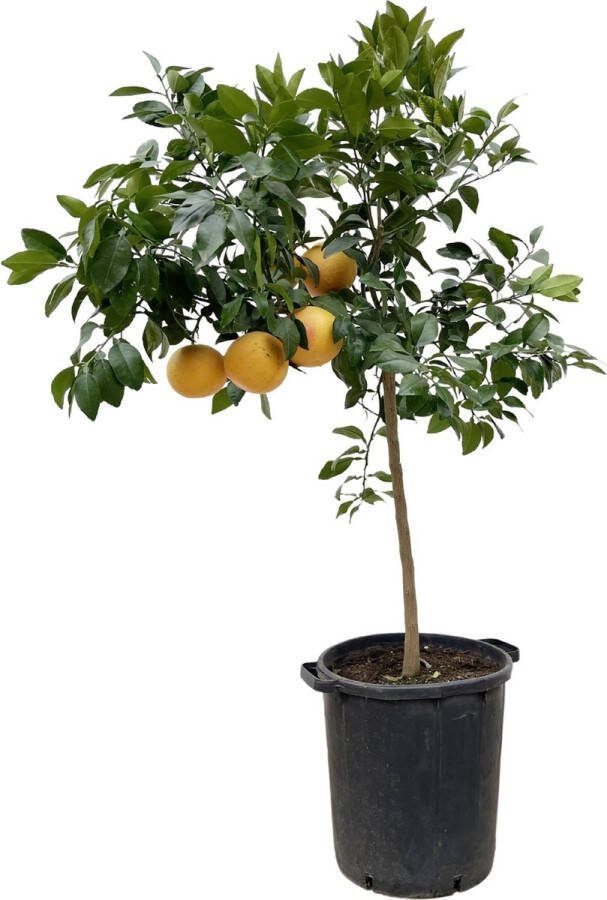 Citrus Pompelmo: Een Verfijnde Citrusboom voor Binnen en Buiten 150 cm hoog citroenboom