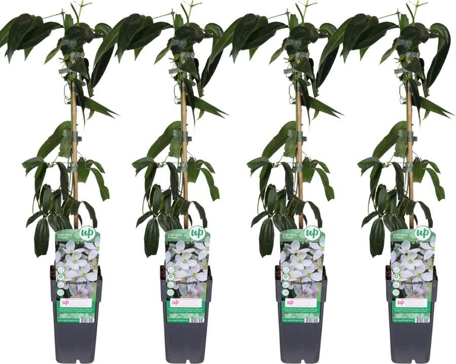 Clematis 4 Stuks Klimplant Kleur Wit Creme Groenblijvend Clematis armandii 4 stuks Ø15cm 65cm