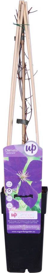 Clematis Kleur Diep-paars Blauw Klimplant Clematis Jackmanii ↨65cm Ø15