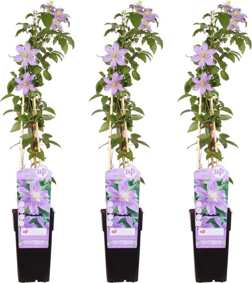 Clematis Kleur Lila Klimplant Clematis Justa ↨65cm Ø15 3 stuks