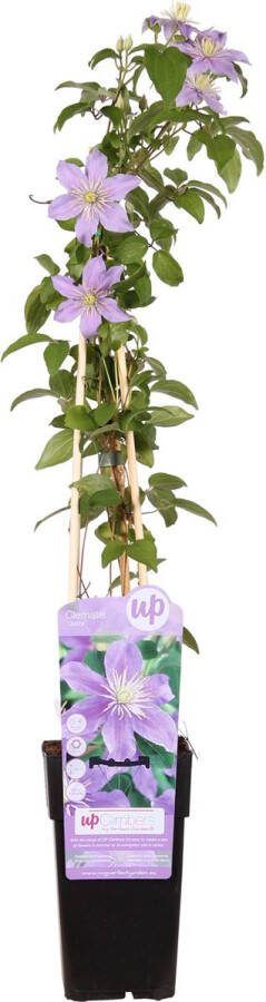 Clematis Kleur Lila Klimplant Clematis Justa ↨65cm Ø15