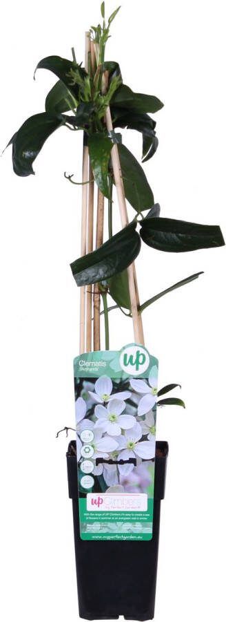 Clematis Kleur Wit Creme Groenblijvend Klimplant Clematis armandii