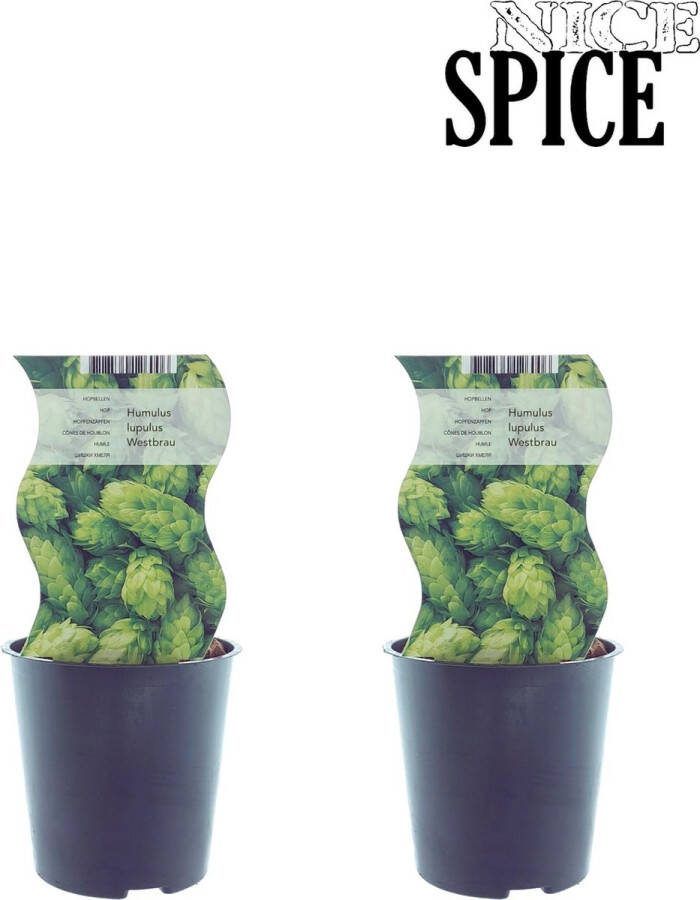 De Hopplant 2 stuks klimplant fruitplant struik kleur groen Humulus Westbrau Ø12cm 30cm