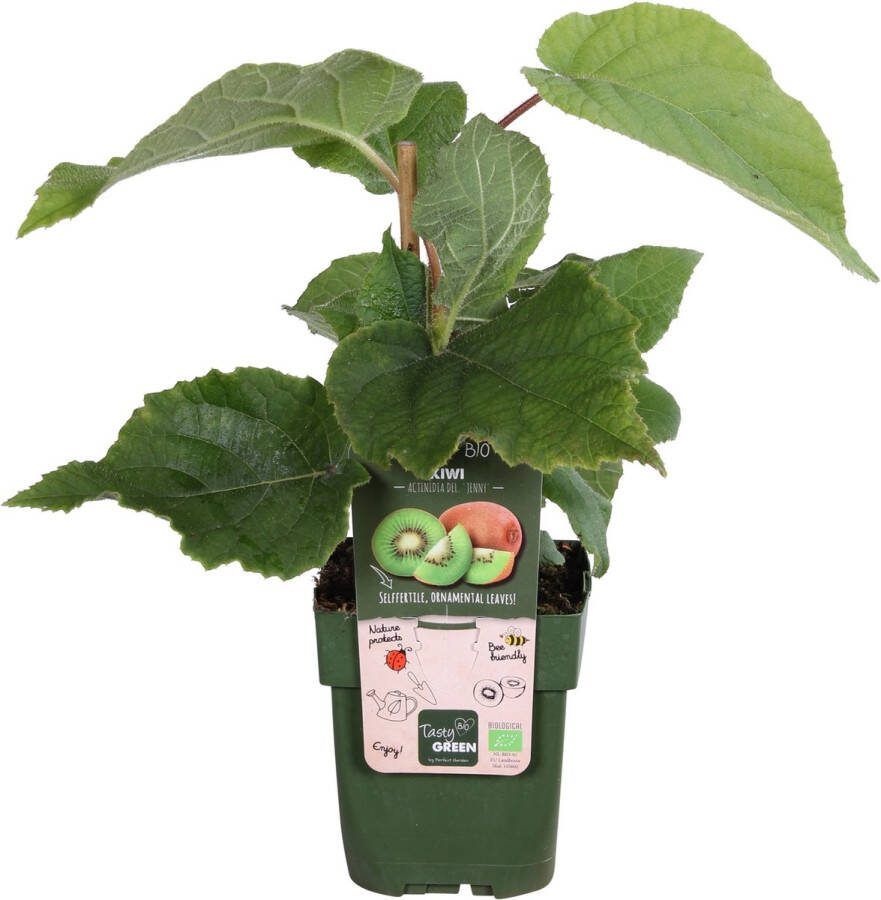 De Kiwi-Plant Klimplant Actinidia delciosioa Jenny