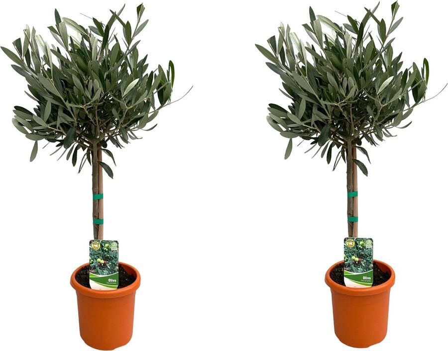 De Olijfplant op stam Creme Witte Bloemetjes Olijfvruichten Mediterrane Planten Balkonplanten Terrasplanten Olea Europaea op Stam- 2 stuks Ø15cm 60cm