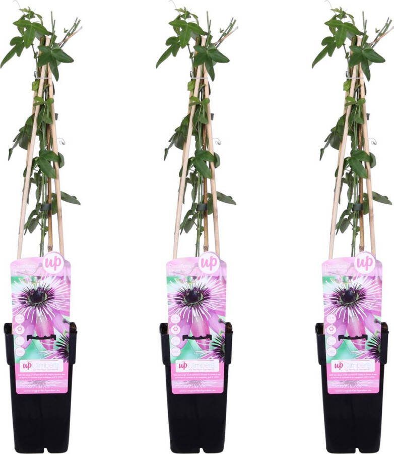 De Passiebloem 3 Stuks Klimplant Opvallende Bloemen Kleur Paars Tropische Sferen Passiflora Purple Haze ↨65cm Ø15