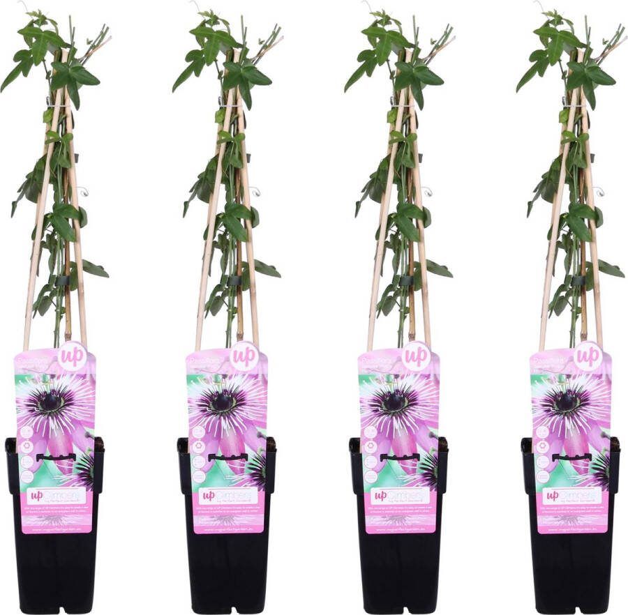 De Passiebloem 4 Stuks Klimplant Opvallende Bloemen Kleur Paars Tropische Sferen Passiflora Purple Haze ↨65cm Ø15