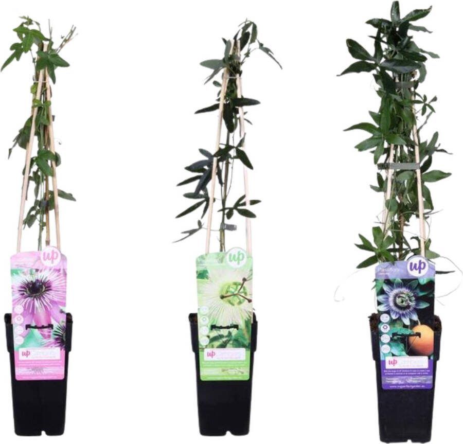 De Passiebloem Set van 3 stuks 1xWit 1x Roze 1xPaars Exotische bloemen Klimplant Tropische sferen Passiflora mix ↨65cm Ø15