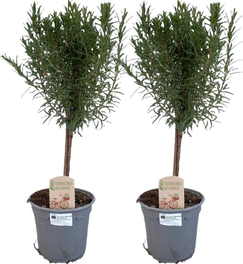 De Rozemarijn op Stam 2 stuks Kruidenplant Terrasplant Balkonplant Rosmarinus Off. Stam 2 stuks Ø14cm 45cm
