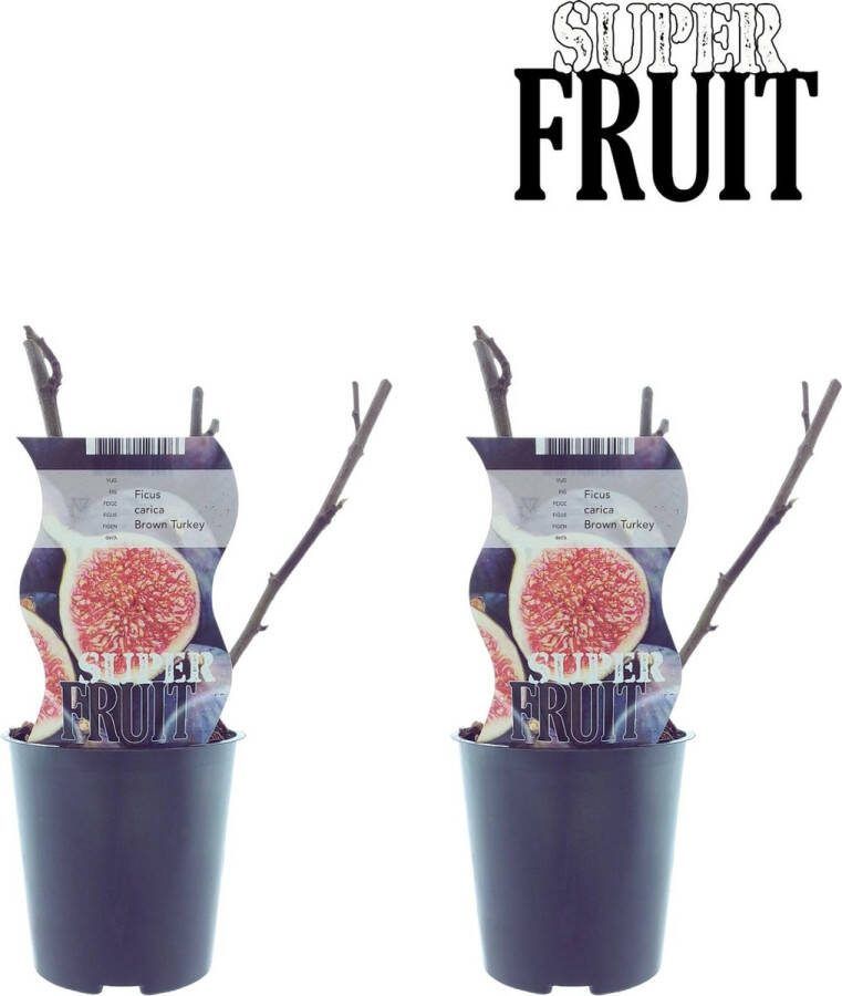 De Vijgenboom 2 stuks Fruitplant kleur bruin-paarsbruin Ø12cm 30cm