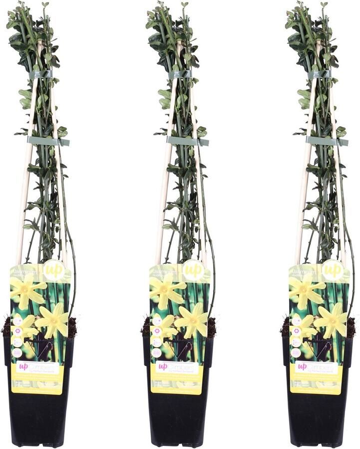 De Winterjasmijn 3 Stuks Kleur Geel Klimplant Tuinplant Haag 3x Jasminum nudiflorum ↨65cm Ø15