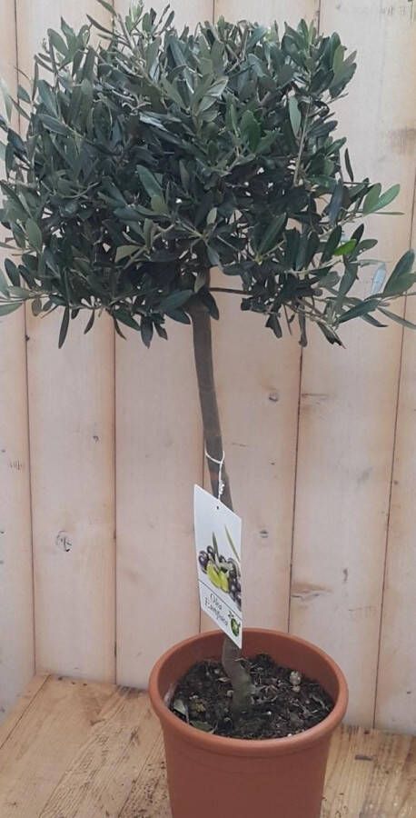 Decoratief Beeld Olijfboom Olea Kunststof Warentuin Natuurlijk Groen