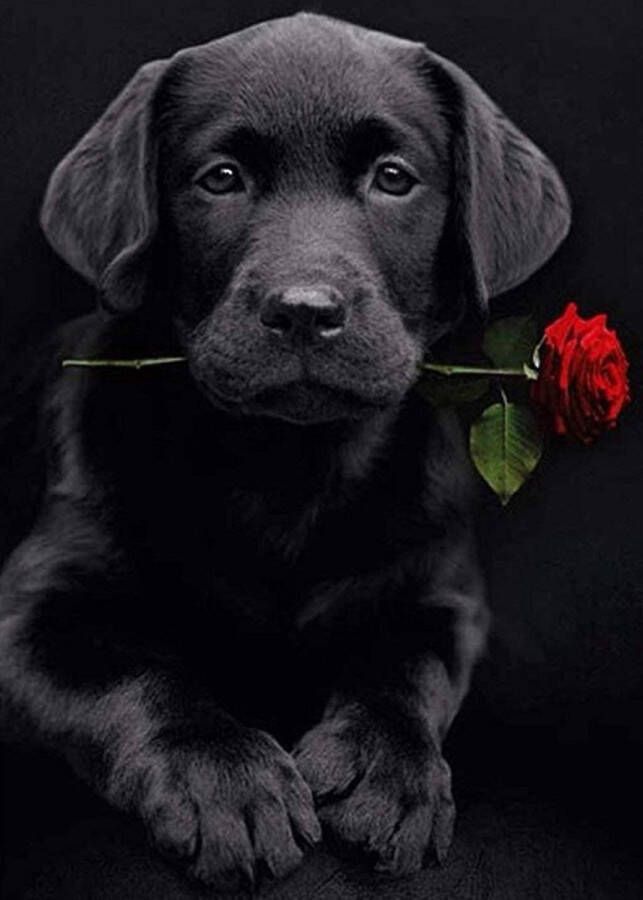 Diamond painting Canvasdoek met voorbedrukte afbeelding 30 x 40 cm Zwarte Hond met roos