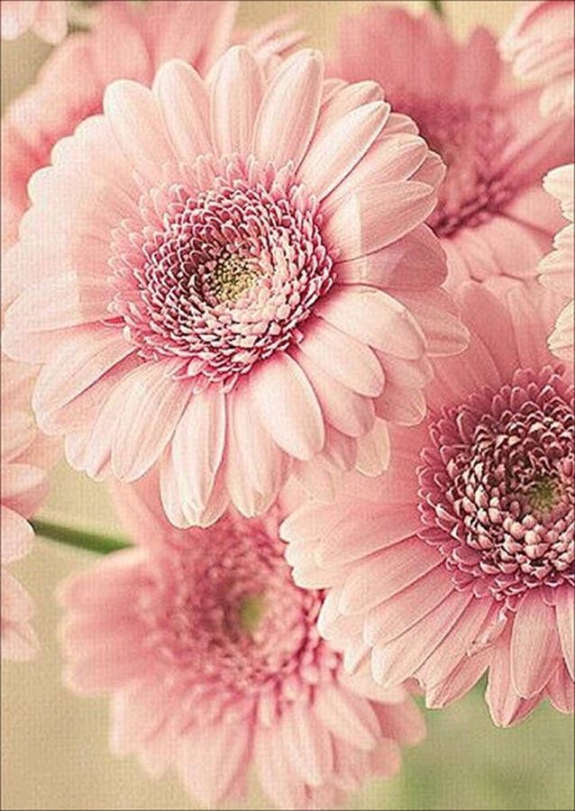 Diamond painting Canvasdoek met voorbedrukte afbeelding 30 x 40 roze bloemen