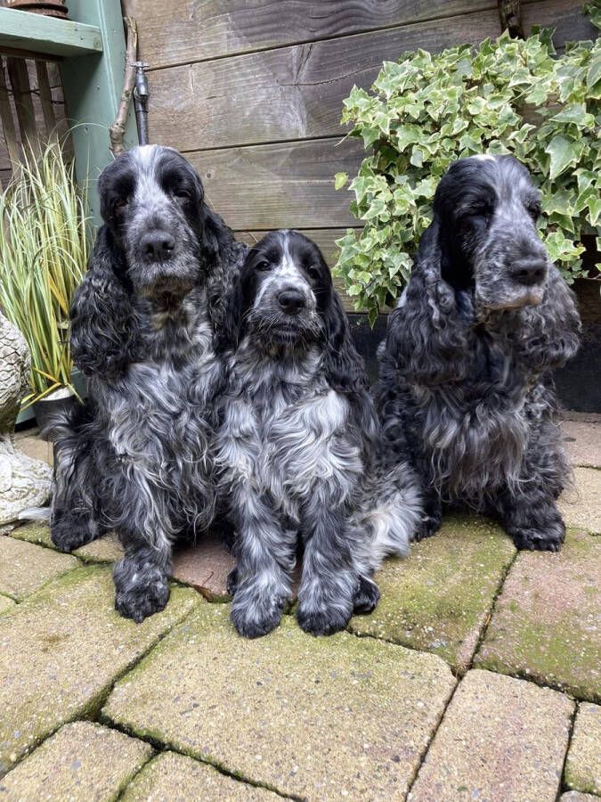 Diamond Painting Honden Cocker Spaniels 70x50 cm Vierkante steentjes Compleet Hobbypakket Volledig te beplakken