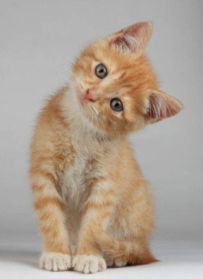 Diamond Painting Kitten 40x50 cm Vierkante steentjes Volledig te beplakken CE kwaliteit Compleet Hobbypakket