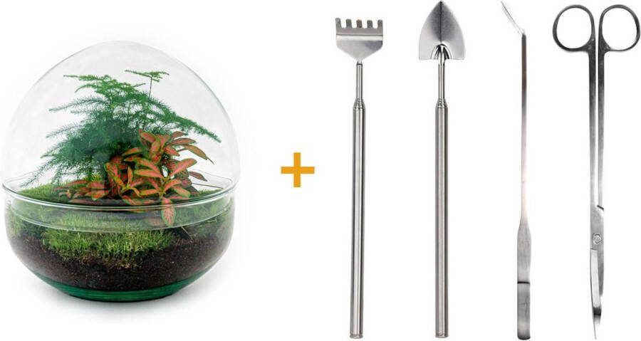 Doe-het-zelf plantenterrarium Dome Red Hoogte 20 cm Inclusief Hark Schep Pincet en Schaar