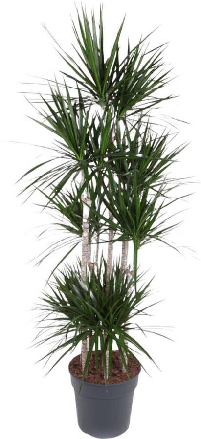Dracaena Marginata Carrousel 190 cm Rode Rand Kamerplant