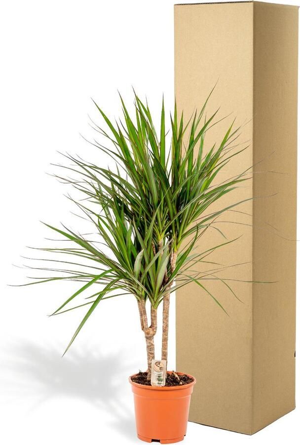 Drakenboom of Drakenbloedboom luchtzuiverende kamerplant Ø17cm 90cm Dracaena Marginata