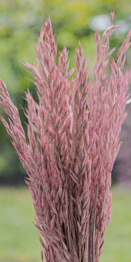 Droogbloemen Haver Avena Sativa Frosted Pink 70cm +- 100g Perfect voor Boeketten Decoratie Doopsuiker Huwelijk & Verjaardagen Duurzaam en Stijlvol Bloemenarrangement