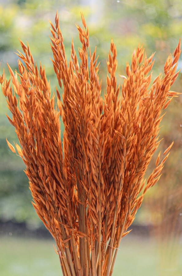 Droogbloemen Haver Avena Sativa Oranje 70cm +- 100g Perfect voor Boeketten Decoratie Doopsuiker Huwelijk & Verjaardagen Duurzaam en Stijlvol Bloemenarrangement