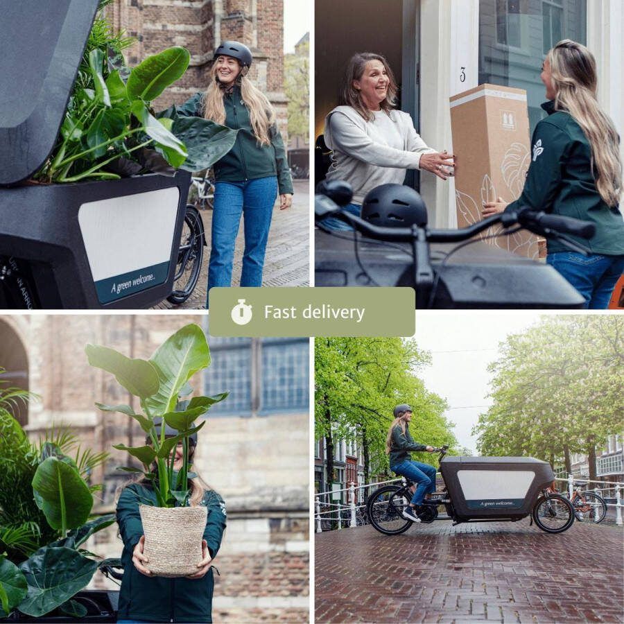 Droogbloemen in Letterbox Multi Natural