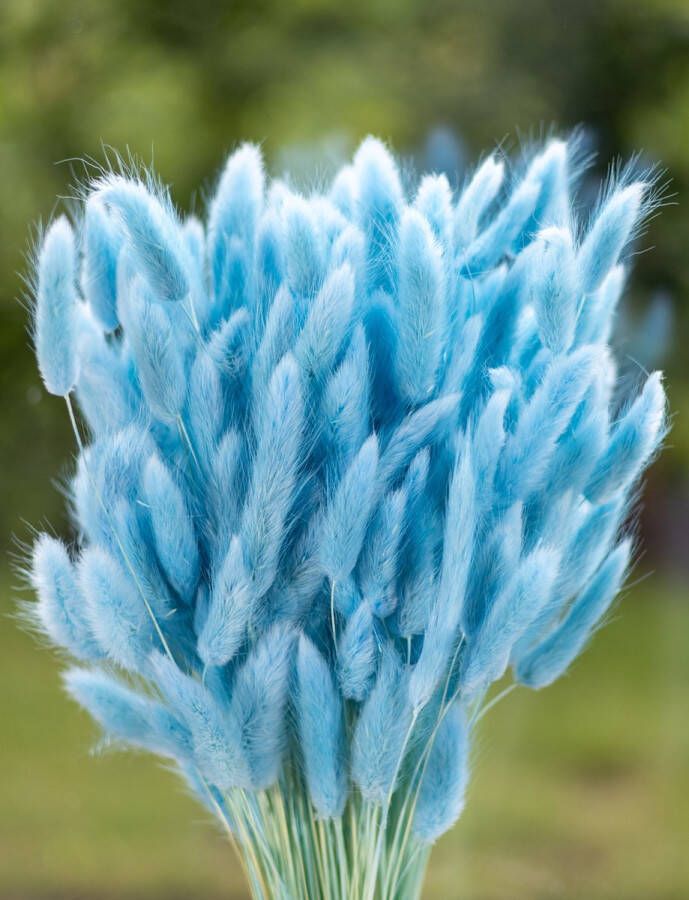 Droogbloemen Lagurus Ovatus Hazenstaart Aquamarine 70cm +- 100g Perfect voor Boeketten Decoratie Doopsuiker Huwelijk & Verjaardagen Duurzaam en Stijlvol Bloemenarrangement