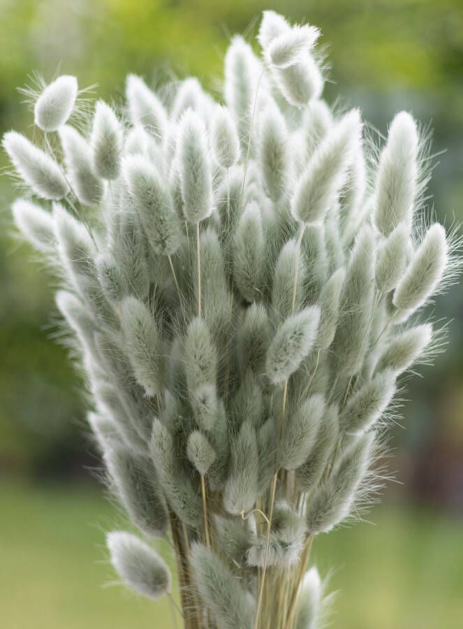 Droogbloemen Lagurus Ovatus Hazenstaart Ijsgroen 70cm +- 100g Perfect voor Boeketten Decoratie Doopsuiker Huwelijk & Verjaardagen Duurzaam en Stijlvol Bloemenarrangement