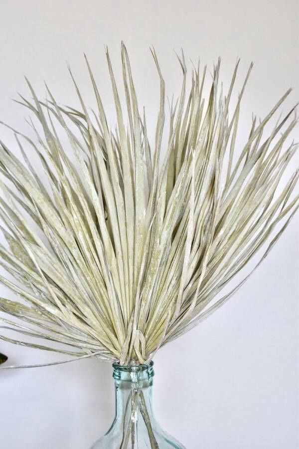 Droogbloemen Palmblad 5 stuks Gedroogd Olijfgroen 60 cm
