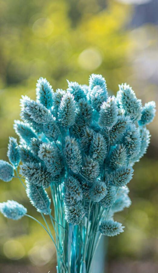 Droogbloemen Phalaris Canariensis Kanariezaad Aquamarine 70cm +- 100g Perfect voor Boeketten Decoratie Doopsuiker Huwelijk & Verjaardagen Duurzaam en Stijlvol Bloemenarrangement