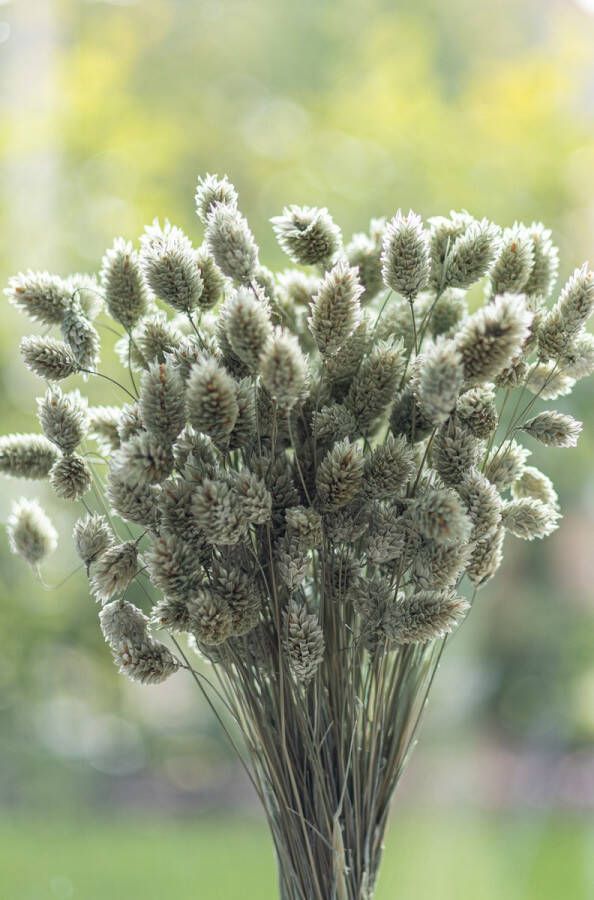 Droogbloemen Phalaris Canariensis Kanariezaad Ijsgroen 70cm +- 100g Perfect voor Boeketten Decoratie Doopsuiker Huwelijk & Verjaardagen Duurzaam en Stijlvol Bloemenarrangement