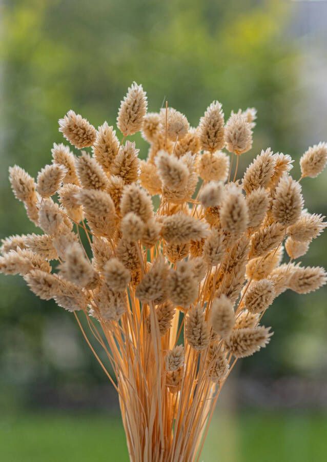 Droogbloemen Phalaris Canariensis Kanariezaad Meloen 70cm +- 100g Perfect voor Boeketten Decoratie Doopsuiker Huwelijk & Verjaardagen Duurzaam en Stijlvol Bloemenarrangement