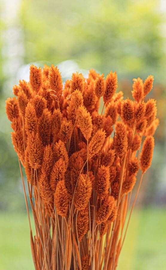 Droogbloemen Phalaris Canariensis Kanariezaad Oranje 70cm +- 100g Perfect voor Boeketten Decoratie Doopsuiker Huwelijk & Verjaardagen Duurzaam en Stijlvol Bloemenarrangement