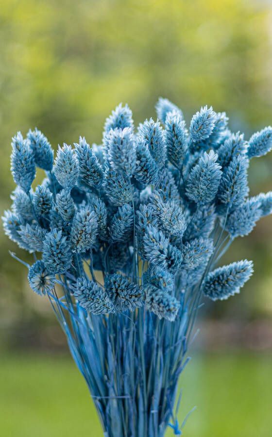 Droogbloemen Phalaris Canariensis Kanariezaad Parijs Blauw 70cm +- 100g Perfect voor Boeketten Decoratie Doopsuiker Huwelijk & Verjaardagen Duurzaam en Stijlvol Bloemenarrangement