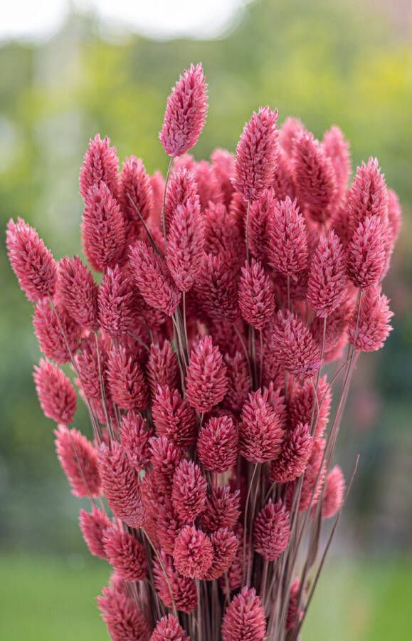 Droogbloemen Phalaris Canariensis Kanariezaad Roos 70cm +- 100g Perfect voor Boeketten Decoratie Doopsuiker Huwelijk & Verjaardagen Duurzaam en Stijlvol Bloemenarrangement