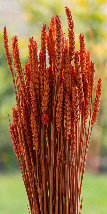 Droogbloemen Tarwe Triticum Aestivum Oranje 70cm +- 100g Perfect voor Boeketten Decoratie Doopsuiker Huwelijk & Verjaardagen Duurzaam en Stijlvol Bloemenarrangement