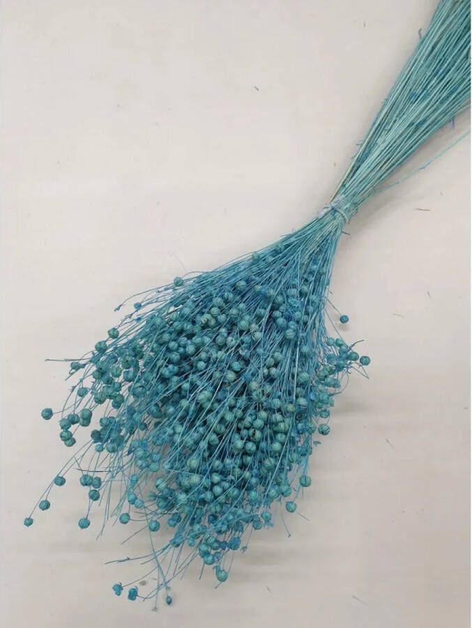 Droogbloemen Vlas Linum usitatissimum Aquamarine 70cm +- 100g Perfect voor Boeketten Decoratie Doopsuiker Huwelijk & Verjaardagen Duurzaam en Stijlvol Bloemenarrangement