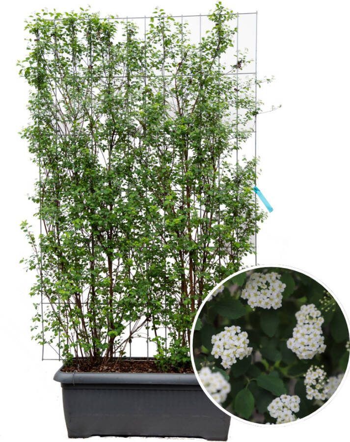 Een Kant-en-klaar Spierstruik-Haag De Bruidskrans Klimplant Kleur wit de Spiraea Vanhouttei 120 x 120 x 180 cm