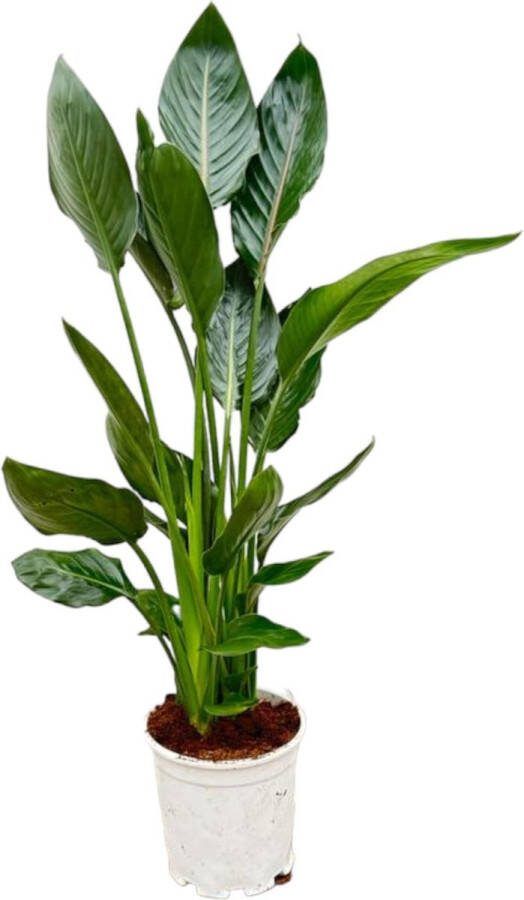 Exotische binnenplant Strelitzia Reginae 100 cm hoog Ø19 Gemakkelijke verzorging