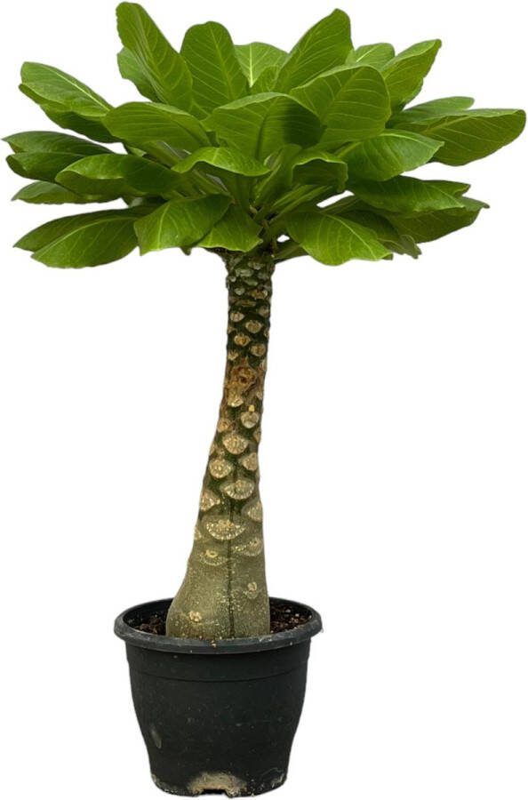 Exotische kamerplant Birghamia Insignis (Hawaiiaanse Palmboom) 30 cm hoog Ø12cm