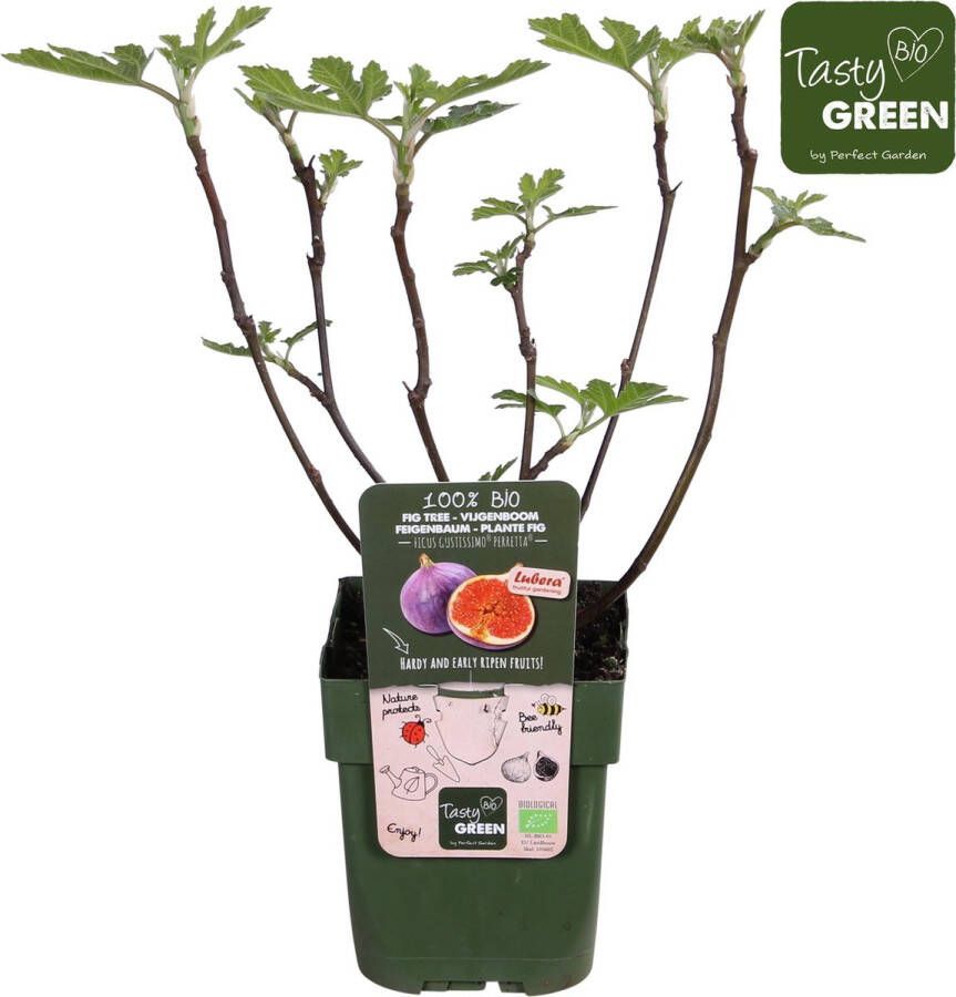 Planteda Hello Plants Ficus Gustissimo Perretta Vijgenboom Fruitboom Ø 13 cm Hoogte: 45 cm